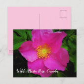 Hellrosa Wild-Alberta-Rose Kanada Benutzerdefinier Postkarte (Vorne/Hinten)