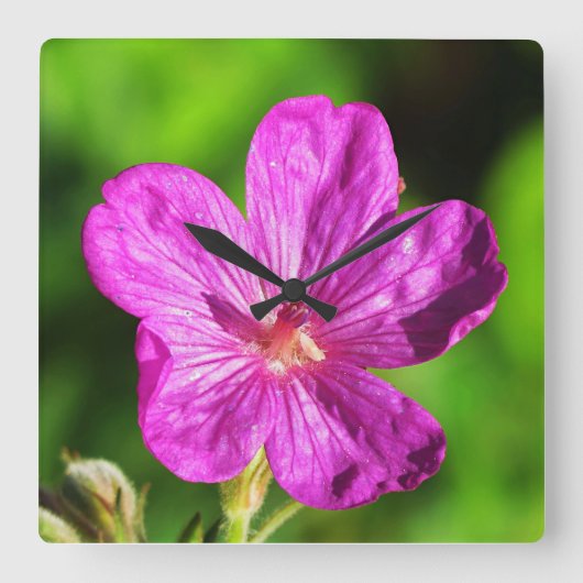 Hellrosa Wildblume blüht Grüngras Quadratische Wanduhr (Vorderseite)