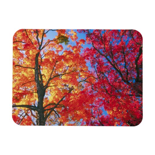 Hellrot, orange und gelb Verlass Herbst Magnet (Horizontal)