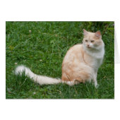 Hellrote Schönheit (Vorderseite (Horizontal))