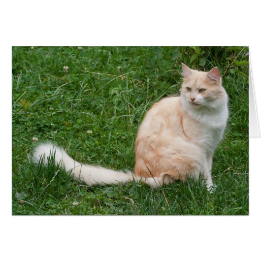 Hellrote Schönheit (Vorderseite (Horizontal))