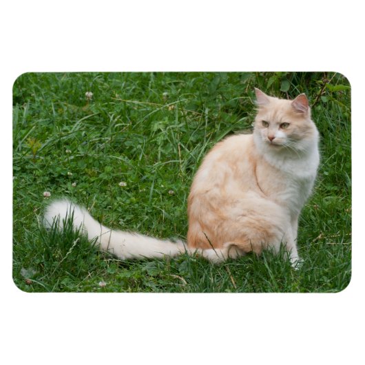 Hellrote Schönheit Magnet (Horizontal)