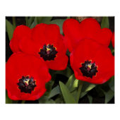 Hellrote Tulips florales fotografisches Glossar Poster (Vorderseite)