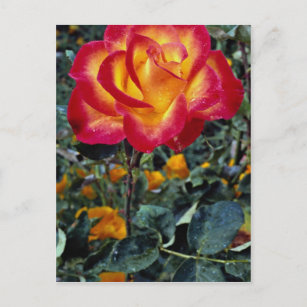 Regentropfen Rosen Poster Zazzle De