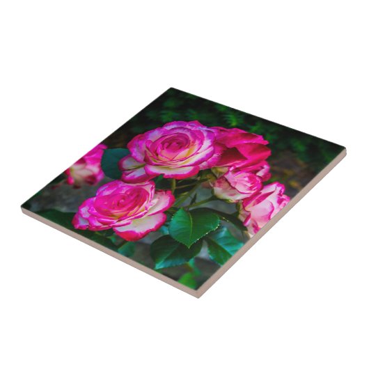 Hellrote und weiße Rose Fliese (Seite)