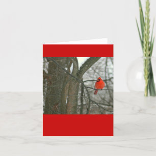 Hellroter Kardinal auf Baumzweig (Foto) Karte