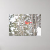 Hellroter Kardinal Leinwanddruck (Vorderseite)