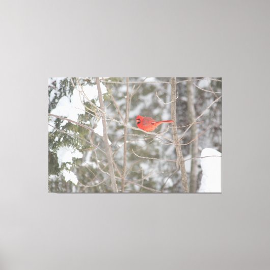 Hellroter Kardinal Leinwanddruck (Vorderseite)