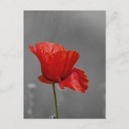 Hellroter Mohn auf grauem Untergrund Postkarte