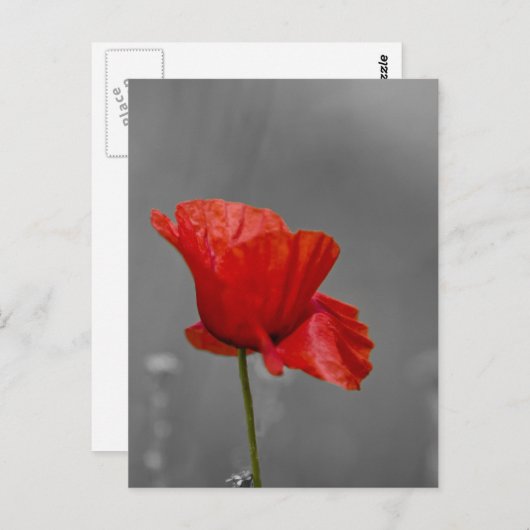 Hellroter Mohn auf grauem Untergrund Postkarte (Vorne/Hinten)