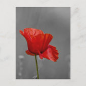 Hellroter Mohn auf grauem Untergrund Postkarte (Vorderseite)