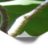 Hellroter Ruby-Throat Hummingbird Poster (Ecke)