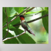 Hellroter Ruby-Throat Hummingbird Poster (Vorne)