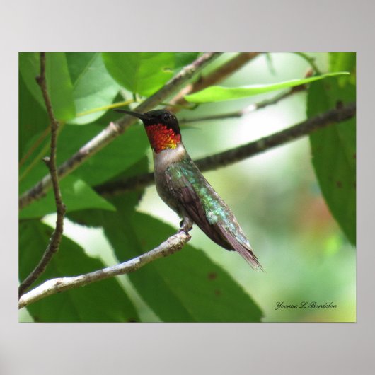 Hellroter Ruby-Throat Hummingbird Poster (Vorne)