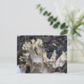 Hells Canyon Idaho Flora Fungi Lichen Mosses Postkarte (Stehend Vorderseite)