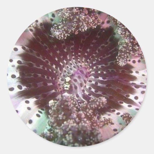 Hellsfire Anemone Runder Aufkleber (Vorderseite)