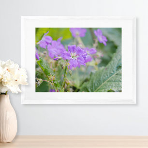 Hellviolette Storchschnabel-Wildblumen-Botanik-Fot Poster