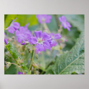 Hellviolette Storchschnabel-Wildblumen-Botanik-Fot Poster