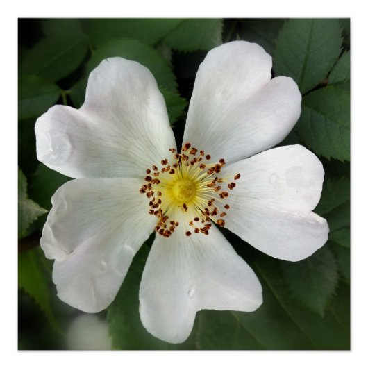 hellweiße Blume Poster (Vorderseite)