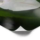 hellweiße Blume Poster (Ecke)