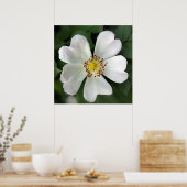 hellweiße Blume Poster (Küche)