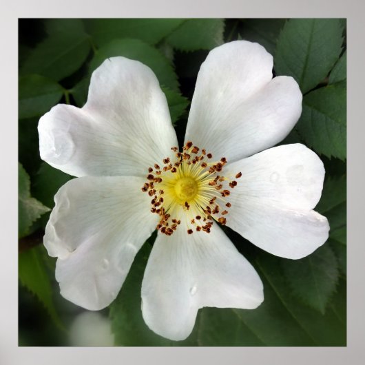 hellweiße Blume Poster (Vorne)