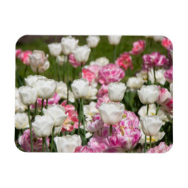 Hellweiße und rosa Tulpen an einem sonnigen Tag Magnet