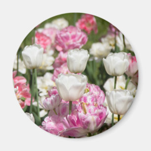 Hellweiße und rosa Tulpen an einem sonnigen Tag Magnet