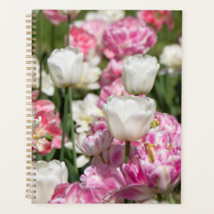 Hellweiße und rosa Tulpen an einem sonnigen Tag Planer