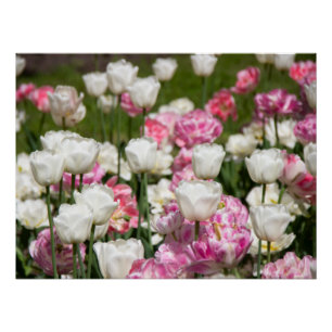 Hellweiße und rosa Tulpen an einem sonnigen Tag Poster