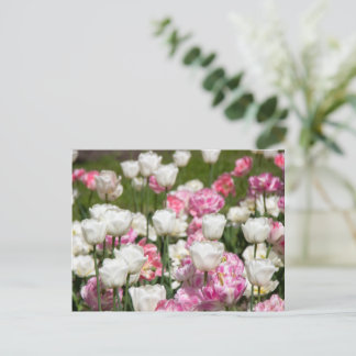 Hellweiße und rosa Tulpen an einem sonnigen Tag Postkarte