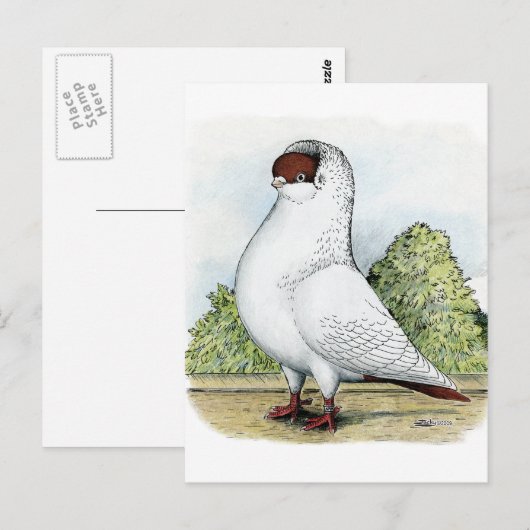 Helm: Rote Taube Postkarte (Vorne/Hinten)