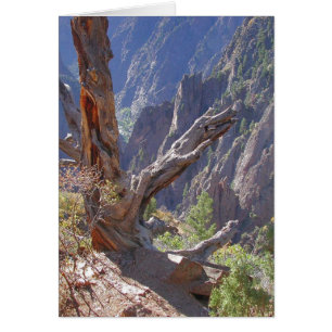 Helme des Holzes und des Steins