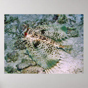 Helmet Grunard Poster