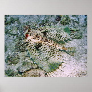 Helmet Grunard Poster