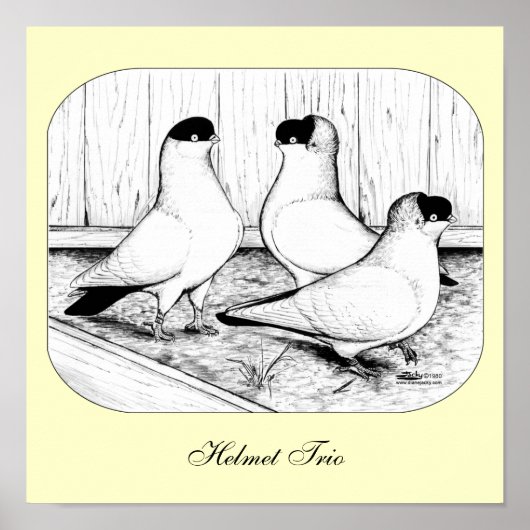 Helmet Pigeon Trio Poster (Vorne)