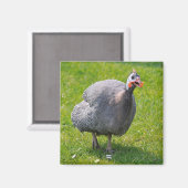 Helmeted Guineafowull auf Gras Magnet (Vorderseite/Rückseite)