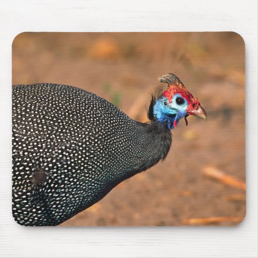 Helmperlhuhn (Numida meleagris). Afrika, Mousepad (Vorne)