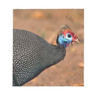 Helmperlhuhn (Numida meleagris). Afrika, Notizblock