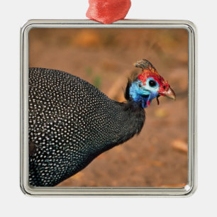 Helmperlhuhn (Numida meleagris). Afrika, Silbernes Ornament