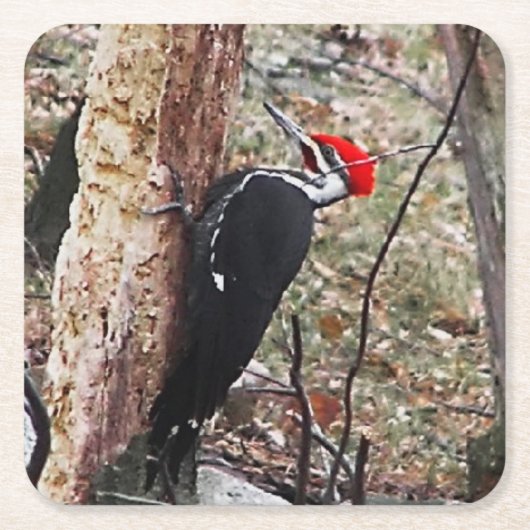 Helmspecht Rechteckiger Pappuntersetzer (Vorderseite)