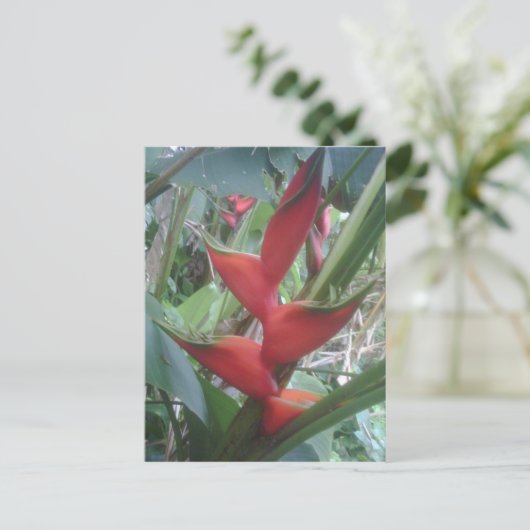 Heloconia Postkarte (Stehend Vorderseite)