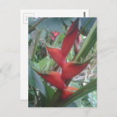 Heloconia Postkarte (Vorne/Hinten)