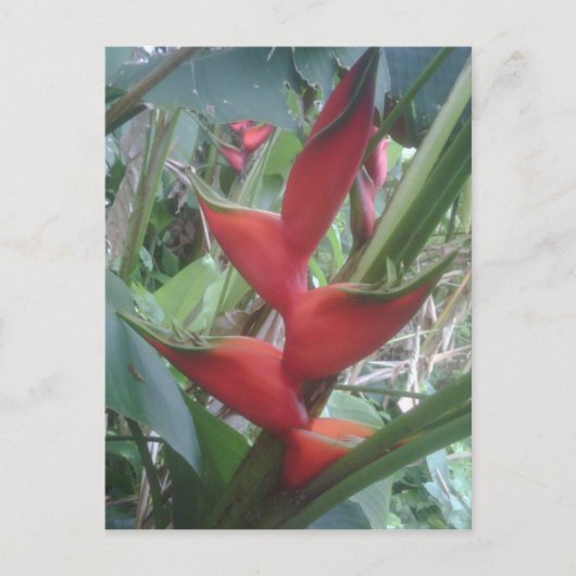 Heloconia Postkarte (Vorderseite)