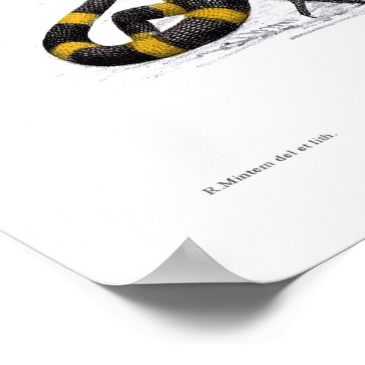 Heloderma Horridum (Beaded Lizard) Poster (Ecke)