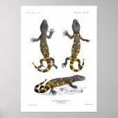 Heloderma Horridum (Beaded Lizard) Poster (Vorne)