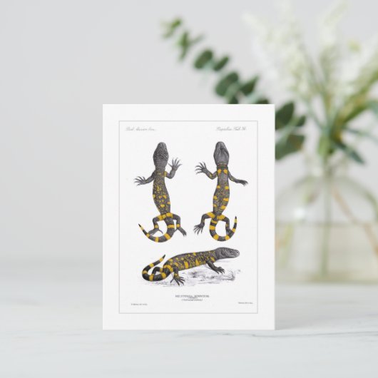 Heloderma Horridum (Beaded Lizard) Postkarte (Stehend Vorderseite)