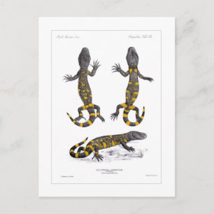 Heloderma Horridum (Beaded Lizard) Postkarte