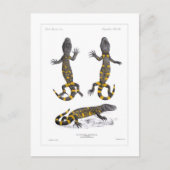 Heloderma Horridum (Beaded Lizard) Postkarte (Vorderseite)