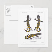 Heloderma Horridum (Krustenechse) Postkarte (Vorne/Hinten)